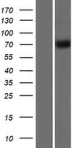 Novus Biologicals&trade;&nbsp;GBP4 Overexpression Lysate