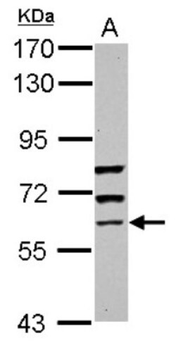 GBP5 Antibody, Novus Biologicals 0.1mL; Unlabeled:Antibodies, Polyclonal