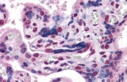 GBX2 Antibody, Novus Biologicals 0.1mg; Unlabeled:Antibodies, Polyclonal