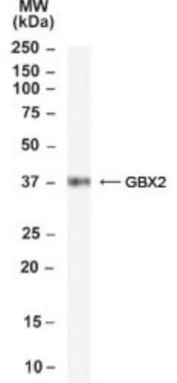 GBX2 Antibody, Novus Biologicals 0.1mg; Unlabeled:Antibodies, Polyclonal