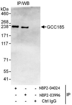 GCC185 Antibody, Novus Biologicals 0.1mg; Unlabeled:Antibodies, Polyclonal