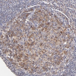 GCET2 Antibody, Novus Biologicals 25 &mu;L; Unlabeled:Antibodies, Polyclonal