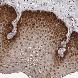 GCH1 Antibody, Novus Biologicals 25ul | Buy Online | Novus Biologicals | Fisher Scientific