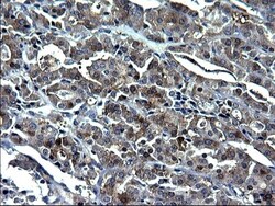 GCLC Antibody (OTI1A3), Novus Biologicals 0.1mL; Unlabeled:Antibodies,