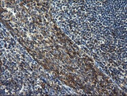 GCLC Antibody (OTI1A3), Novus Biologicals 0.1mL; Unlabeled:Antibodies,