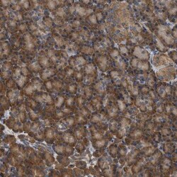 GCN1L1 Antibody, Novus Biologicals:Antibodies:Primary Antibodies