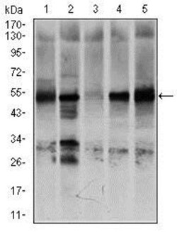 GCNF/NR6A1 Antibody (4G8) - BSA Free, Novus Biologicals:Antikörper:Primärantikörper