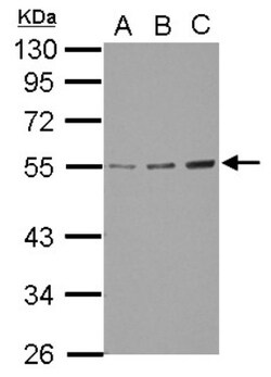 GCNT3 Antibody, Novus Biologicals 0.1 mL | Buy Online | Novus Biologicals | Fisher Scientific