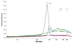 GCNT3 Antibody, Novus Biologicals 0.1mL; Unlabeled:Antibodies, Polyclonal