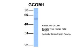 GCOM1 Antibody, Novus Biologicals 100&mu;L; Unlabeled:Antibodies, Polyclonal