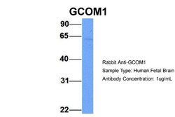 GCOM1 Antibody, Novus Biologicals 100&mu;L; Unlabeled:Antibodies, Polyclonal