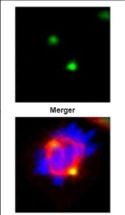 GCP4 Antibody, Novus Biologicals 0.1mL; Unlabeled:Antibodies, Polyclonal