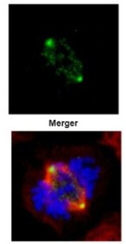 GCP4 Antibody, Novus Biologicals 0.1mL; Unlabeled:Antibodies, Polyclonal