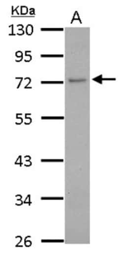 GCP4 Antibody, Novus Biologicals 0.1mL; Unlabeled:Antibodies, Polyclonal