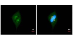 GCP4 Antibody (812), Novus Biologicals 0.1mL; Unlabeled:Antibodies, Monoclonal