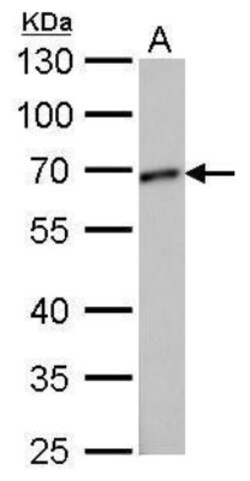 GCP4 Antibody (812), Novus Biologicals 0.1mL; Unlabeled:Antibodies, Monoclonal