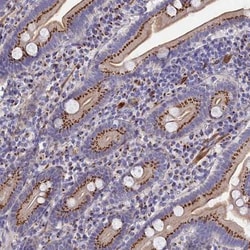 GCP4 Antibody, Novus Biologicals 25 &mu;L; Unlabeled:Antibodies, Polyclonal