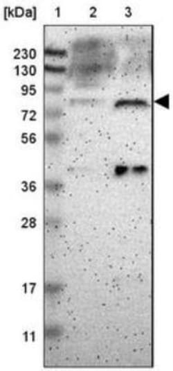 GCR2 Antibody, Novus Biologicals:Antibodies:Primary Antibodies