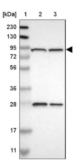 GCS1 Antibody, Novus Biologicals 0.1mL; Unlabeled:Antibodies, Polyclonal