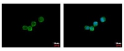 G-CSFR/CD114 Antibody, Novus Biologicals 0.1mL; Unlabeled:Antibodies, Polyclonal