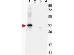 GDF-15 Antibody (7C12.B3.F2), Novus Biologicals 0.1 mg | Buy Online | Novus Biologicals | Fisher Scientific