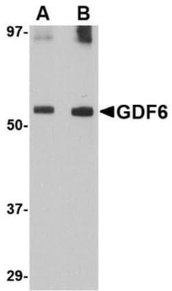 GDF-6/BMP-13 Antibody - BSA Free, Novus Biologicals 0.1mg; Unlabeled:Antibodies,