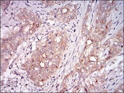GDF-8/Myostatin Antibody (6E4E6) - BSA Free, Novus Biologicals 0.1mL; Unlabeled:Antibodies,