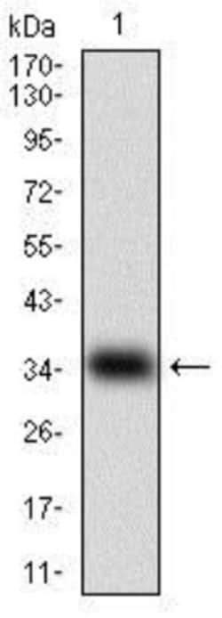 GDF-8/Myostatin Antibody (6E4E6) - BSA Free, Novus Biologicals 0.1mL; Unlabeled:Antibodies,
