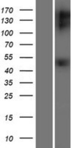 Novus Biologicals&trade;&nbsp;GFR alpha-1/GDNF R alpha-1 Overexpression Lysate
