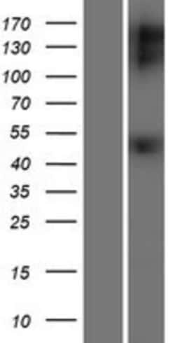 Novus Biologicals&trade;&nbsp;GFR alpha-1/GDNF R alpha-1 Overexpression Lysate