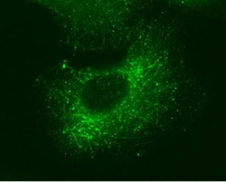 GEF-H1 Antibody (336), Novus Biologicals 0.1mL; Unlabeled:Antibodies, Monoclonal