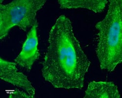 GEF-H1 Antibody (336), Novus Biologicals 0.1mL; Unlabeled:Antibodies, Monoclonal