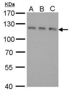 GEF-H1 Antibody (336), Novus Biologicals 0.1mL; Unlabeled:Antibodies, Monoclonal