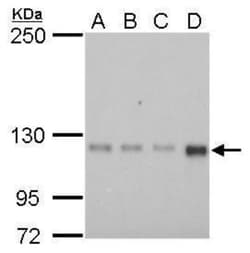 GEF-H1 Antibody (336), Novus Biologicals 0.1mL; Unlabeled:Antibodies, Monoclonal