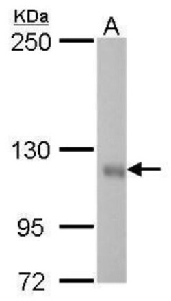 GEF-H1 Antibody (336), Novus Biologicals 0.1mL; Unlabeled:Antibodies, Monoclonal