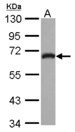 GEFT Antibody, Novus Biologicals 0.1mL; Unlabeled:Antibodies, Polyclonal