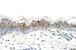 GEM Antibody, Novus Biologicals 0.1mg; Unlabeled:Antibodies, Polyclonal