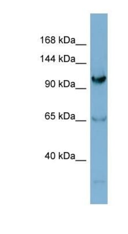 Gemin 4 Antibody, Novus Biologicals:Antibodies:Primary Antibodies