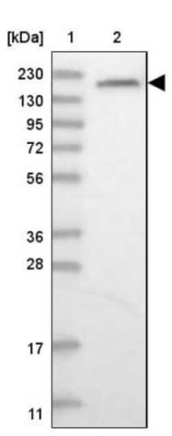 Gemin 5 Antibody, Novus Biologicals 25 &mu;L | Buy Online | Novus Biologicals | Fisher Scientific