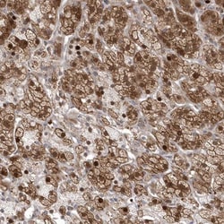 GEMIN6 Antibody, Novus Biologicals:Antibodies:Primary Antibodies
