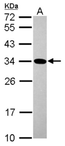 Geminin Antibody, Novus Biologicals 0.1mL; Unlabeled:Antibodies, Polyclonal