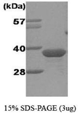 Novus Biologicals&trade;&nbsp;Recombinant Human Geminin His Protein