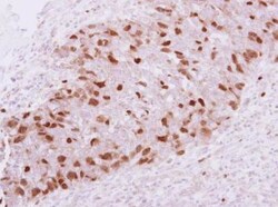 Geminin Antibody, Novus Biologicals 0.1mL; Unlabeled:Antibodies, Polyclonal