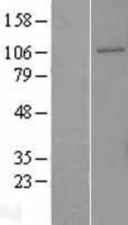 Novus Biologicals&trade;&nbsp;GEN1 Overexpression Lysate