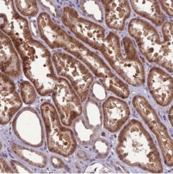 GEN1 Antibody, Novus Biologicals:Antibodies:Primary Antibodies
