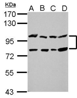 Gephyrin/GPHN Antibody, Novus Biologicals 0.1mL; Unlabeled:Antibodies,