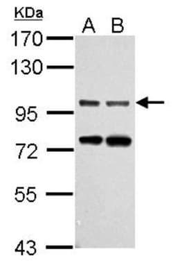 Gephyrin/GPHN Antibody, Novus Biologicals 0.1mL; Unlabeled:Antibodies,
