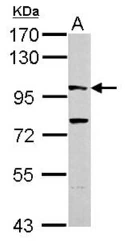 Gephyrin/GPHN Antibody, Novus Biologicals 0.1mL; Unlabeled:Antibodies,