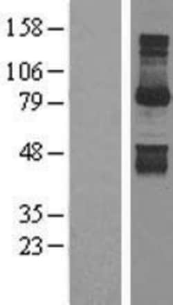 Novus Biologicals&trade;&nbsp;Gephyrin/GPHN Overexpression Lysate