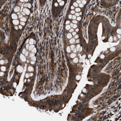 OAS3 Antibody, Novus Biologicals:Antibodies:Primary Antibodies